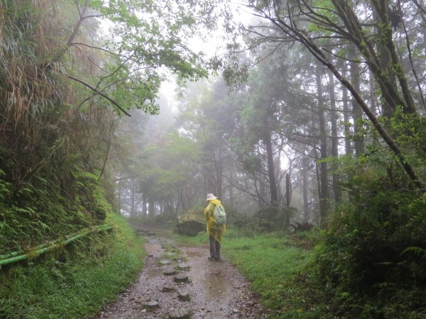 《宜蘭》雨霧山毛櫸｜台灣山毛櫸國家步道2017051411955