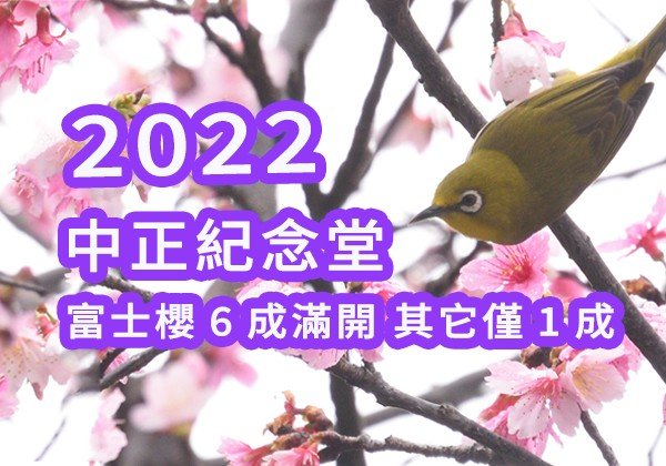 【中正紀念堂 | 富士櫻 6成開放、大漁櫻 1成開放 | 2022櫻花 | 台北櫻花】Cherry Blossom, Sakura, Taiwan Taipei