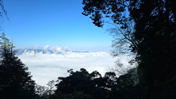 郡大林道19k之郡大神木群二刷～雲海滿出來～2451868