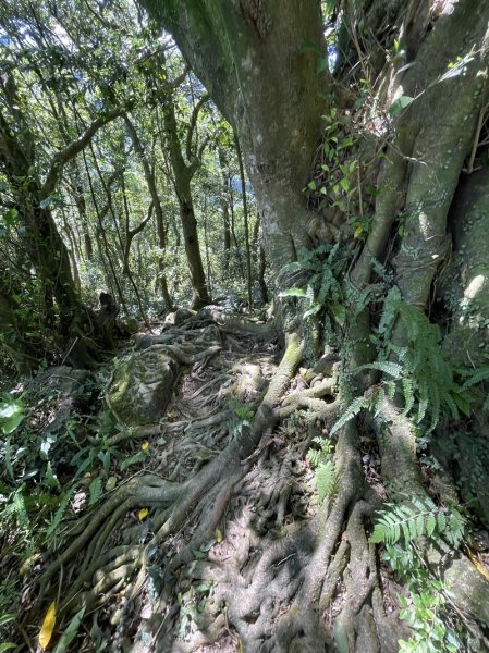 【天上山系】望月亭桐花2869360