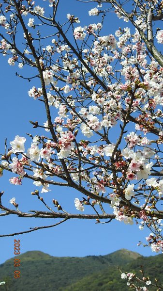 雲山水花鳥蝶 - 天龍國阿伯的日常 3/52053154