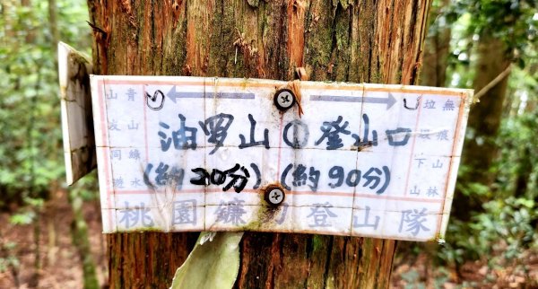 【中級山】來過一次，你不會忘記它的名字，新竹油羅山2743748