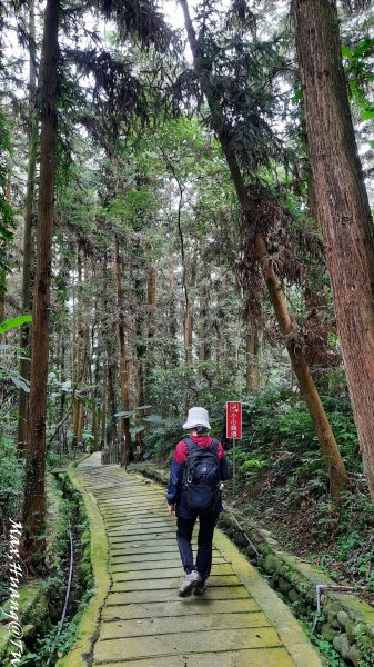 《南投》鳥園瀑布｜鳳凰谷鳥園園區步道&石馬公園202310142315625