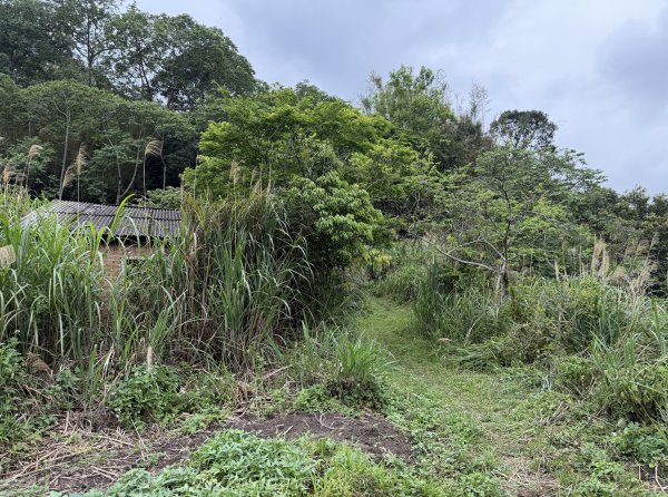 [樟之細路_第二大段RSA17] 2026_0328 飛鳳古道3026058