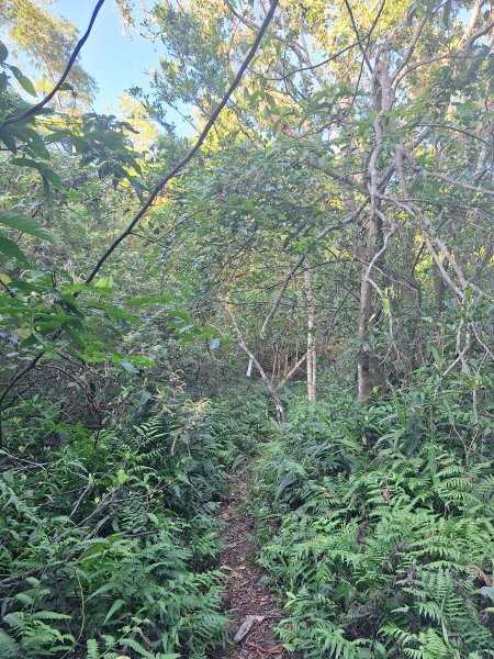 冬山梅花湖中山步道+大陂丘山202509292901676