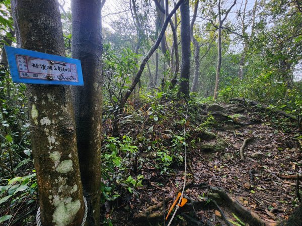 20250309高甫山彩和山大庭頂山金山O型2769617