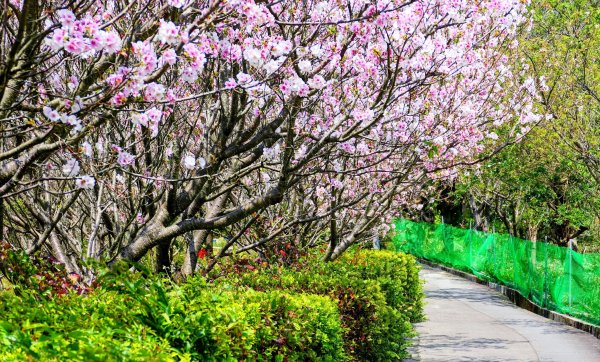 十八份拐圳,陽峰古道,花鐘3017696