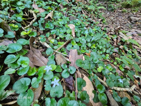 【淡蘭古道中路】崩山坑古道全段＆虎豹潭野餐2572645