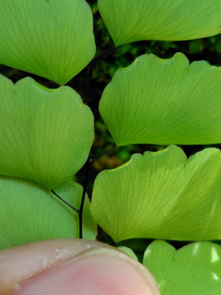 九彎仔步道2816561