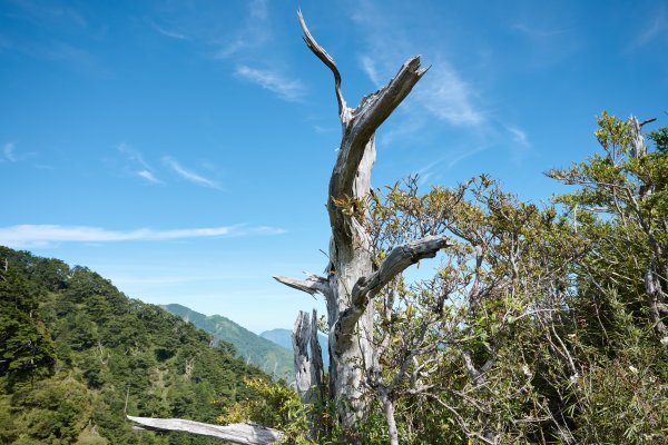 南橫三星兩日包車2882863