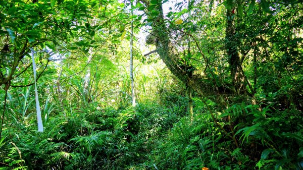 黃櫸皮寮山2898312