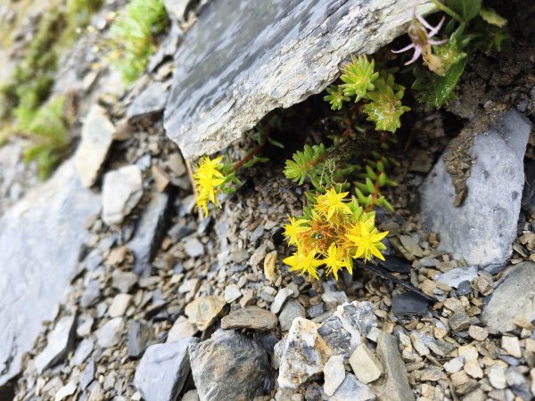 北一段(14/14)高山植物 2025_0906~132887651