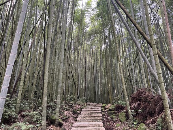 [嘉遊好步道．來嘉走走-04/10] 2024_1011 阿里山頂湖步道2624687