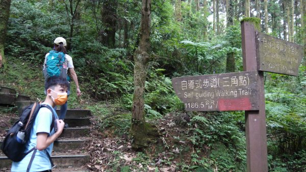 東眼山登山健行趣(小百岳22號)1544322