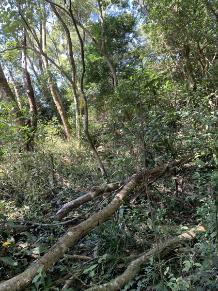 20250228屏東達洼蘭山-下達洼蘭山2732886