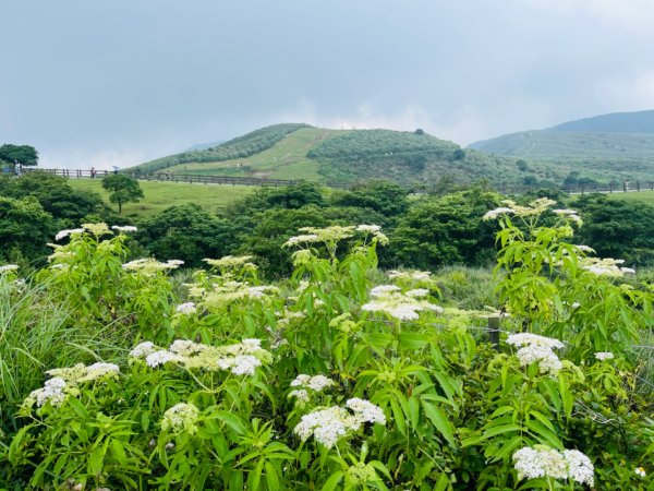 1140621冷水坑-擎天崗-石梯嶺2817709