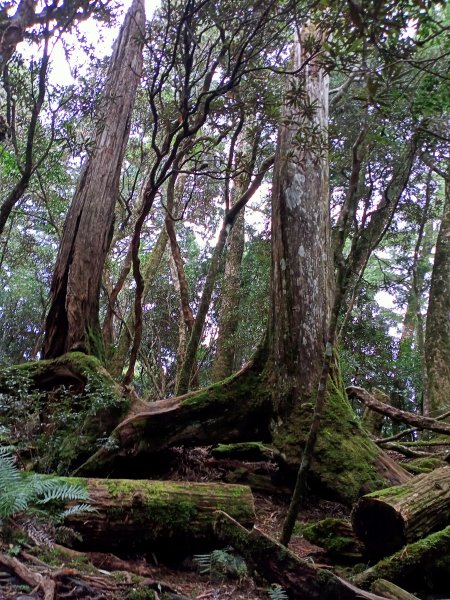 塔曼山：新北市第一高峰之樹的國度1860900