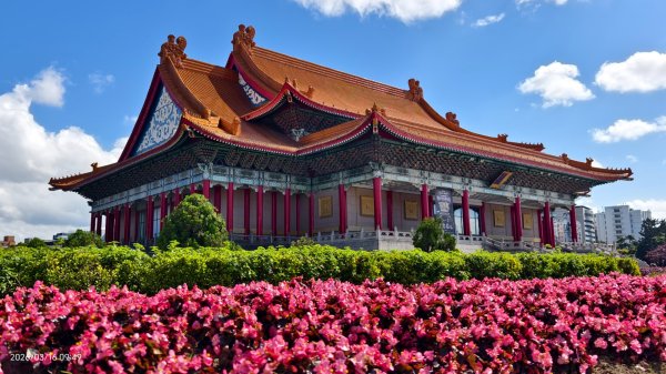 #自由廣場 #大安森林公園 #繡球花 #杜鵑 3/163016261