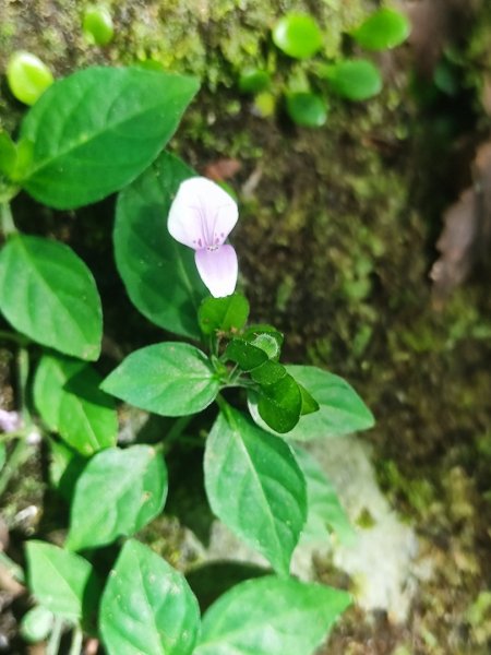 微笑山線五分山系菁桐-平溪-望古2881224