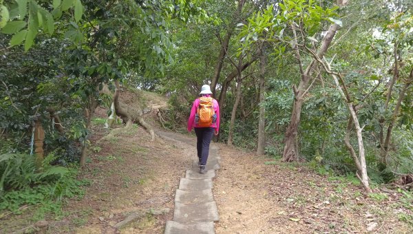 (姨婆趴趴走)第五十集:新北樹林大同山、青龍嶺、大棟山諸峰連走2751569