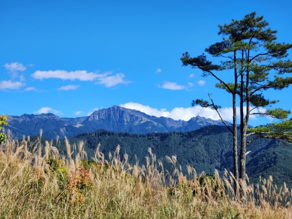 【中級山縱走】羅馬縱走，走進神木的夢幻童話森林世界2943232