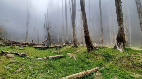 《南投》忘憂森林｜嶺頭山及金柑樹山O繞(留龍頭起登)202303182076862