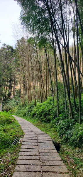 2025-01-18頂湖步道2694211