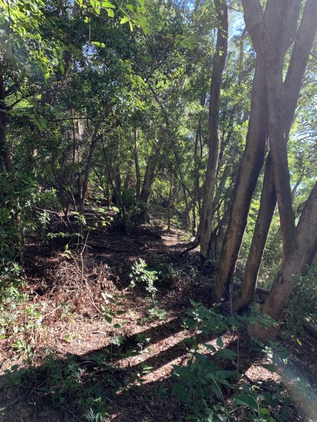 20240706屏東三地山西南峰2546727