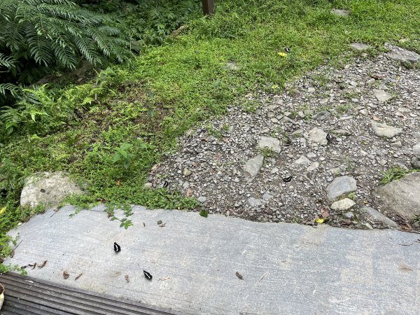 2025_0713 松羅步道2836847