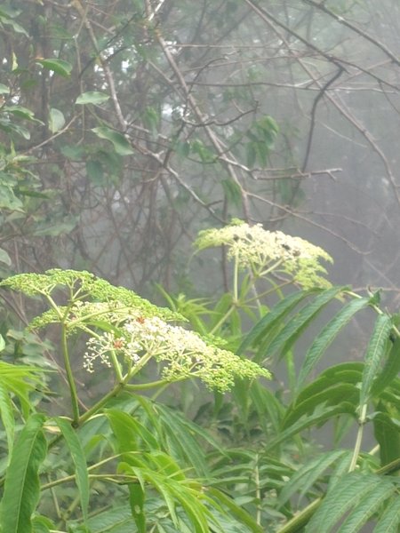 白藍狐貍出狐貍尾/狐貍縱走2796360