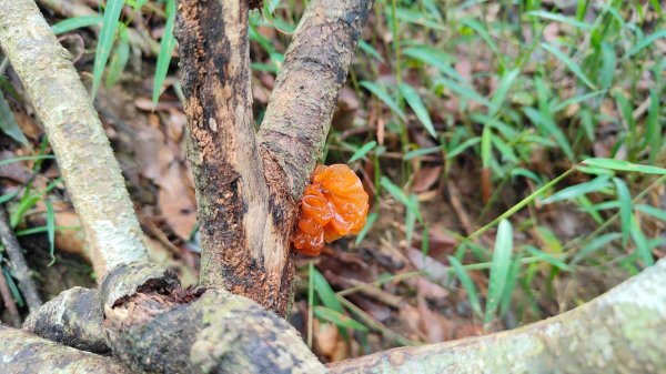 嚼嚼斯古道舊部落探勘象山六連峰二部曲(完美登頂) 阿里山下~里佳~深度探勘歷險記2618858