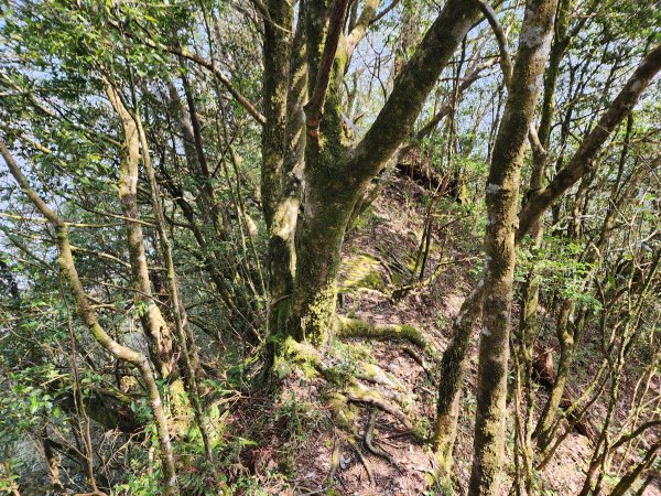 20240317八五山李棟山鳥嘴下山O型2486245