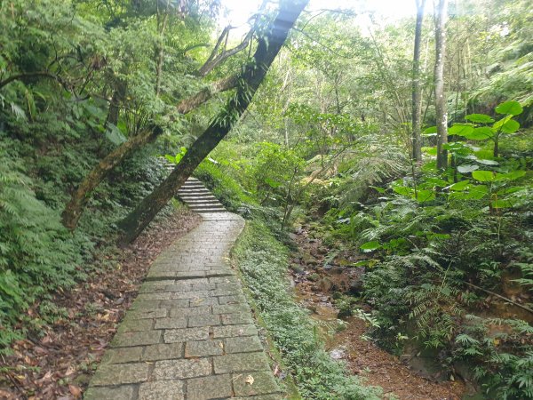 臺北大縱走第六段1516078