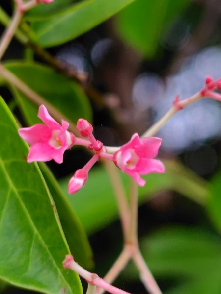 龍過脈森林步道2783803