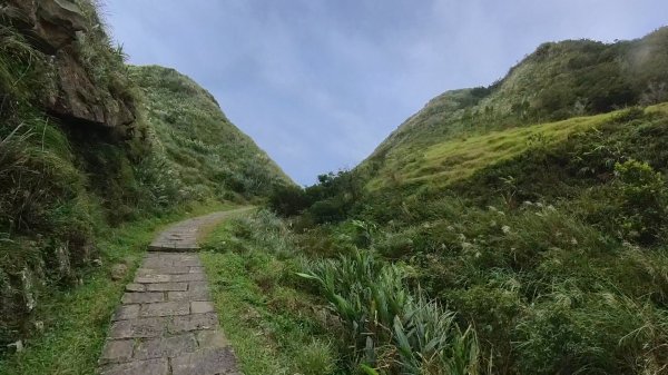 20251115_草嶺古道追芒趣2942951