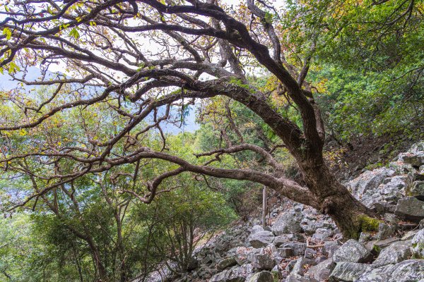 谷關七雄_波津加山2977570