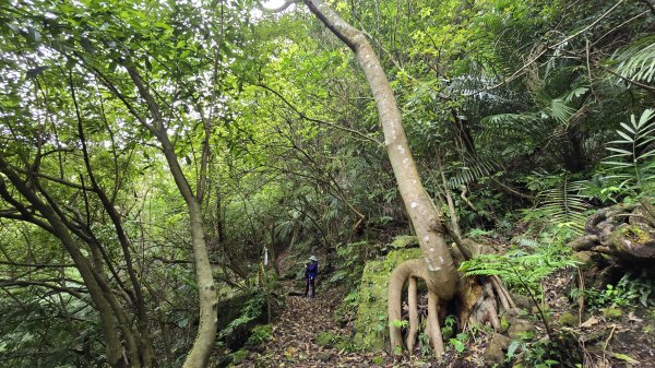開箱猴崁古道，陽明山秘境，全新完工草山觀瀑吊橋2766370