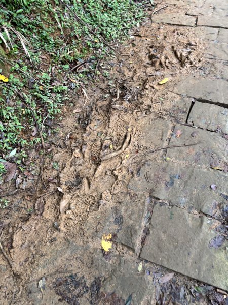 2025 芒草季 草嶺古道2932910