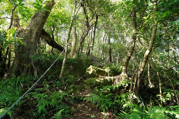 新北 瑞芳 粗坑口尖、碇內尖山、粗坑頭山、龍門山、滴水山2838286