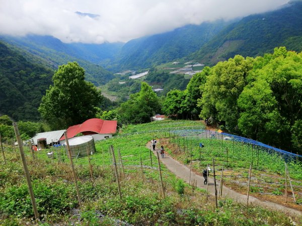 信義~悠然古道處處迷人八通關雲龍瀑布步道972837