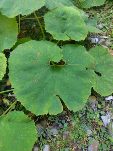 大雪山森林遊樂區 遊客中心 小神木 北三錐山 平石山西北峰2952867