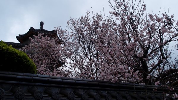 陽明山東方寺—櫻花怒放902596