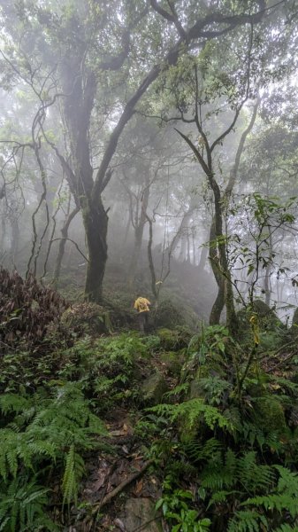 113.06.01魯壁山-東穗山之旅2529886