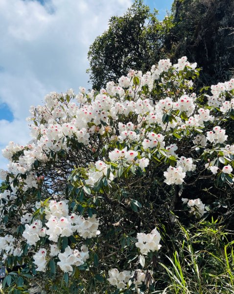 1150419小奇萊杜鵑花3041022