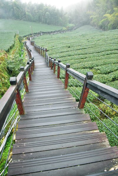 2026.02.07~02.08阿里山健行 & 阿里山石棹森林茶席(嘉義/登山/JRJ紀錄分3010618