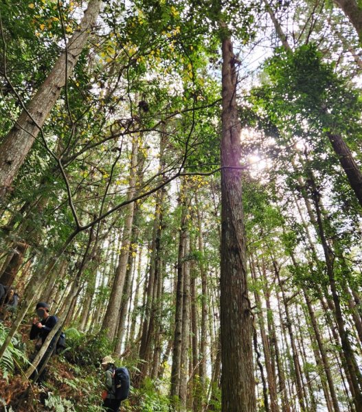【中級山】芝生毛台山，芝生毛台山西峰，秀巒軍艦岩，屯野生步道，屯野生砲台2745138