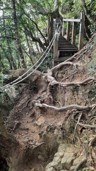 《新竹》斷崖神木｜北得拉曼步道小P繞202510172917585