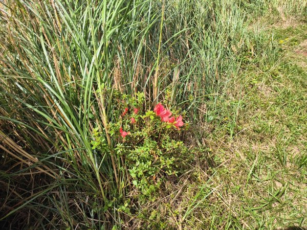 [百山百鳥尋旅-11/15] 2025_0927 大屯主峰-連峰步道_大屯山南峰2899370