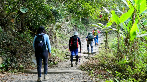 《蝶戀花。錫葉藤盛放》2735273