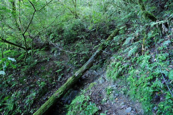 苗栗 泰安 東洗水山、北坑山、大板根2613364